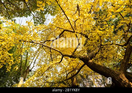 Ginkgo Tree, Ginkgo biloba, également appelé Maidenhair Tree, montrant ses feuilles vives jaunes au parc Qiuxiapu à Jiading, Shanghai, Chine. Banque D'Images