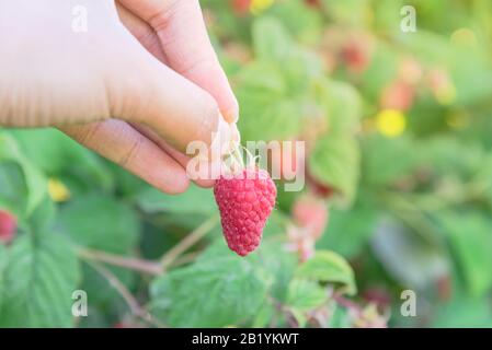 Cueillir à la main des framboises fraîches dans le jardin de Washington, États-Unis. Mûrir les framboises biologiques avec fond de feuilles vertes Banque D'Images