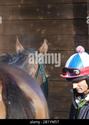 Un cheval de course a été hoté après avoir travaillé sur les gallops. Banque D'Images