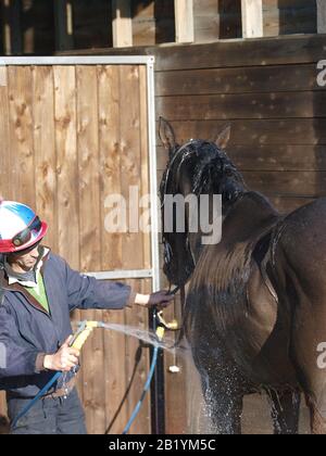 Un cheval de course a été hoté après avoir travaillé sur les gallops. Banque D'Images