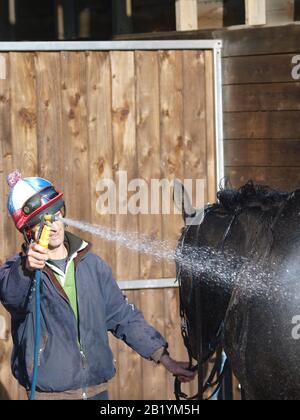 Un cheval de course a été hoté après avoir travaillé sur les gallops. Banque D'Images