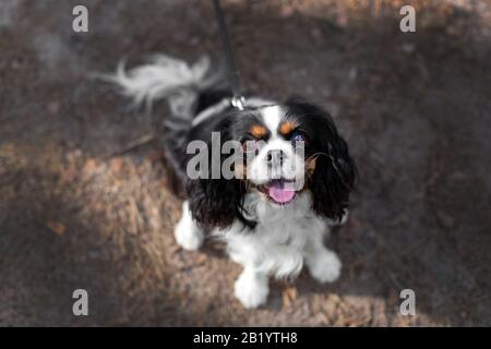 Chien heureux - un spaniel cavalalier, sur la promenade Banque D'Images