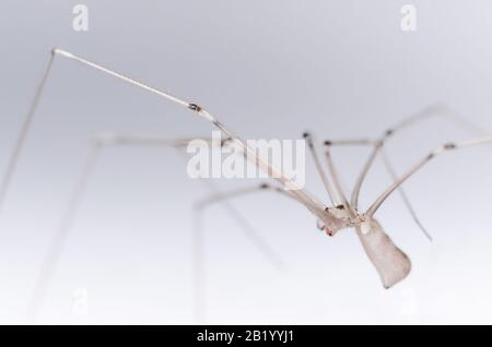 Pholcidae, Pholcus phalangioides, macro d'araignée de cave, araignée de jambes longues de papa ou araignée de crâne sur fond blanc Banque D'Images