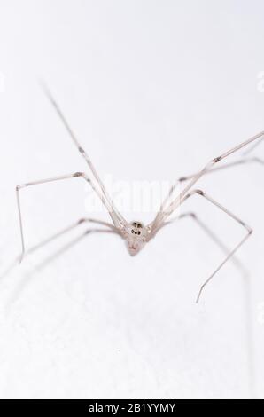 Pholcidae, Pholcus phalangioides, macro d'araignée de cave, araignée de jambes longues de papa ou araignée de crâne sur fond blanc Banque D'Images