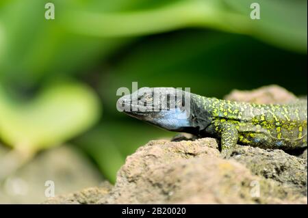 Tenerife Lizard (Gallotia Galloti) sur un portrait en pierre et gros plan. Banque D'Images