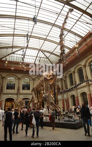 Berlin, Allemagne 07-07-2019 Musée d'histoire naturelle, personnes devant le squelette du tyrannosaure rex Banque D'Images