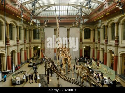 Berlin, Allemagne 07-07-2019 la grande salle du musée de l'histoire naturelle, avec l'exposition de squelettes préhistoriques d'animaux Banque D'Images