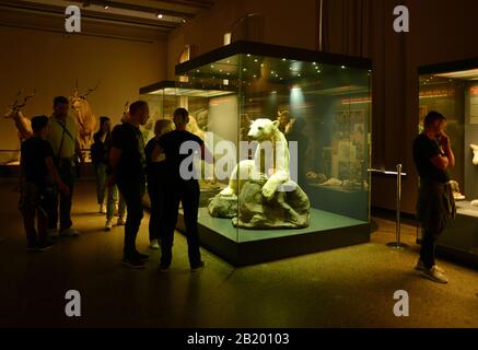 Berlin, Allemagne 07-07-2019 Musée d'Histoire naturelle, visiteurs à l'intérieur d'un cabinet avec des animaux morts Banque D'Images