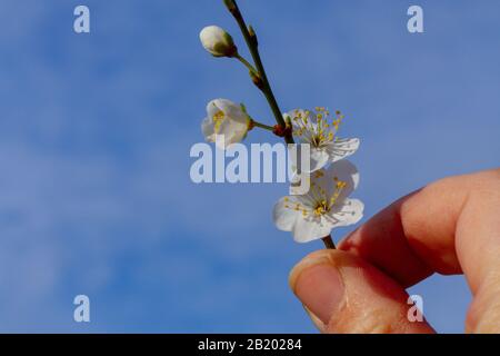 Brindilles fleuris sur un cerisier Banque D'Images