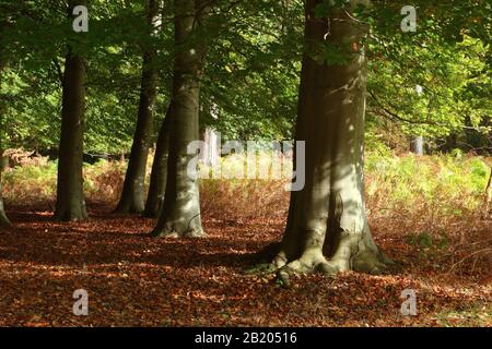 Arbres matures en hêtre dans une forêt Banque D'Images