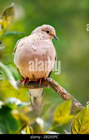 Deuil Dove Portrait Banque D'Images