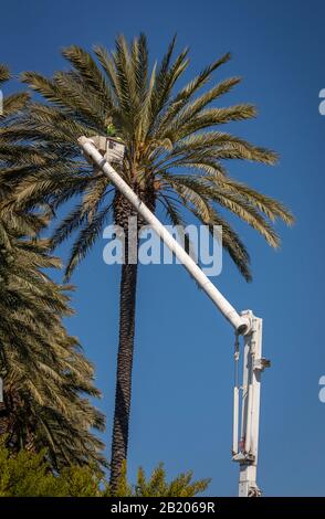 Homme dans le seau forestier taille grand arbre de palmiers de date contre le ciel bleu Banque D'Images