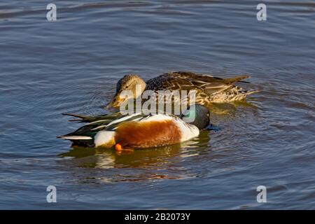 Une paire de canards Shoveller du Nord nageant en cercle pour faire sauter la nourriture dans l'eau. Banque D'Images