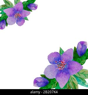 fleurs en hellebore dessinées à la main en aquarelle pour le printemps ou l'été pour les cartes d'invitation, de mariage ou de vœux Banque D'Images