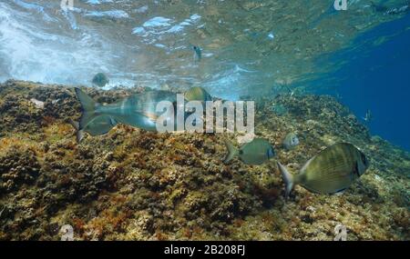 Poissons de mer méditerranéens sous l'eau, une bream à tête dorée avec plusieurs rame de mer de sargo près de la surface de l'eau, France Banque D'Images