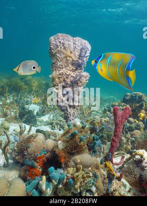 Mer des Caraïbes vie marine sous l'eau, éponge avec des étoiles cassantes et poisson tropical dans un récif de corail Banque D'Images