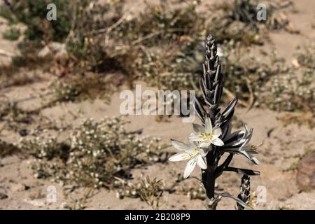 Désert blanc ou Ajo Lily Hesperocallis undulata , désert de Sonora, parc national Anza-Borrego en Californie du Sud Banque D'Images