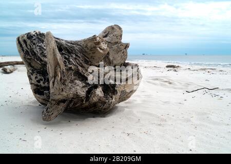 Bois de Javotte sur la plage du golfe du Mexique à fort Morgan, Alabama. Banque D'Images