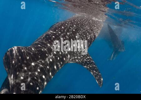 Rencontre étroite avec un waleshark (Rhincodon typus) pendant l'alimentation à la surface. Oslob, Cebu Banque D'Images