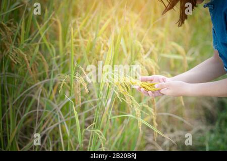 Gros plan tenant main riz paddy, concept agricole Banque D'Images