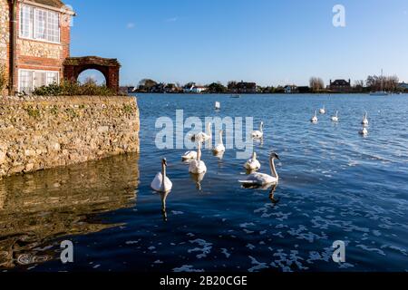 BOSHAM, WEST SUSSEX/UK - 1 janvier : un rassemblement de Swans muets à Bosham West Sussex le 1 janvier 2013 Banque D'Images