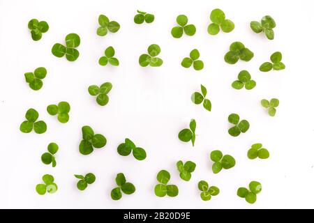 Trèfle de feuilles vert sur blanc. Saint patrick jour. Célébration celtique. Poster d'invitation de fête. Banque D'Images