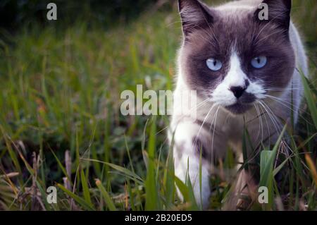 magnifique point d'étanchéité chat marchant parmi l'herbe. chat de chasse Banque D'Images