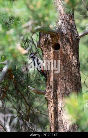 Un pic a pris l'avion pour nourrir ses poussins. Un pic se trouve sur le tronc d'un arbre près d'un creux. Banque D'Images