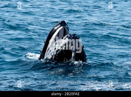 Les baleines à bosse ont de la surface pour capturer des milliers d'anchois au large de la côte californienne, Santa Barbara, États-Unis d'Amérique Banque D'Images