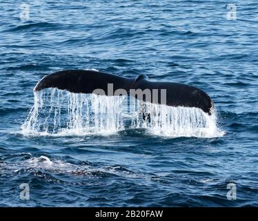 Les baleines à bosse ont de la surface pour capturer des milliers d'anchois au large de la côte californienne, Santa Barbara, États-Unis d'Amérique Banque D'Images