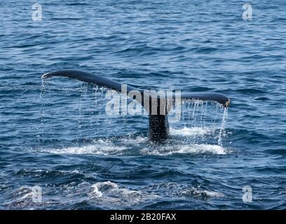 Les baleines à bosse ont de la surface pour capturer des milliers d'anchois au large de la côte californienne, Santa Barbara, États-Unis d'Amérique Banque D'Images