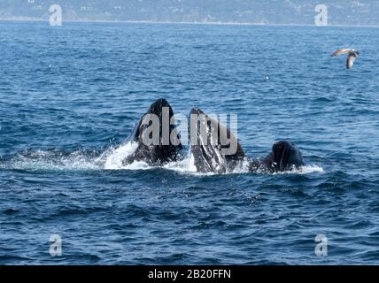 Les baleines à bosse ont de la surface pour capturer des milliers d'anchois au large de la côte californienne, Santa Barbara, États-Unis d'Amérique Banque D'Images