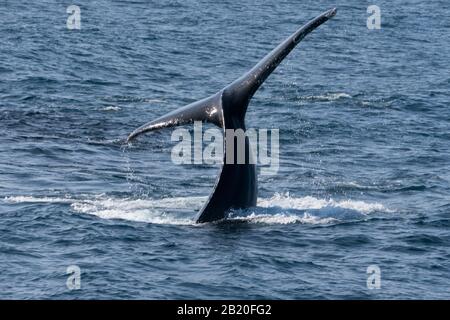 Les baleines à bosse ont de la surface pour capturer des milliers d'anchois au large de la côte californienne, Santa Barbara, États-Unis d'Amérique Banque D'Images