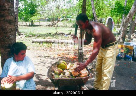 Un homme une femme de la République dominicaine collecte et prépare des noix de coco fraîches. Banque D'Images