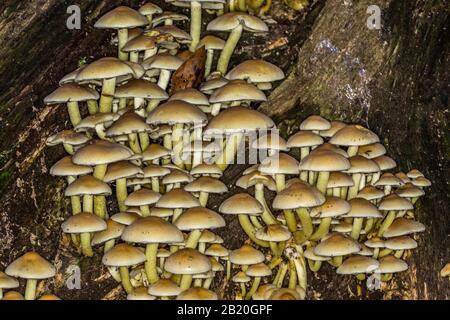 Colonie de champignons à tête de soufre sur bois mort Banque D'Images