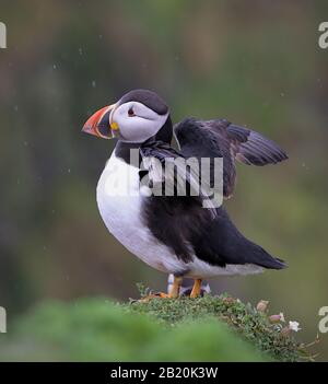 Puffin dans la pluie, Fratercula arctica, avec ses ailes étirées floppant sur UN sommet de Cliff. Prise à Skomer Island Royaume-Uni Banque D'Images