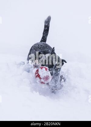 Chien australien de bétail; Blue Heeler; jouer à la fetch en poudre fraîche à la station de ski et de snowboard Monarch Mountain sur le Continental Divide dans le Colorado, U Banque D'Images