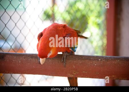 Macaw Red, Santarém, Pará, Brésil Banque D'Images