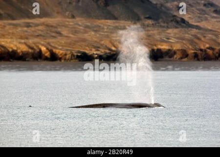 Soufflez dans le trou de la baleine bleue (Balaenoptera musculus) en surfaisant face à l'océan Arctique le long de la côte, Svalbard / Spitsbergen, Norvège Banque D'Images