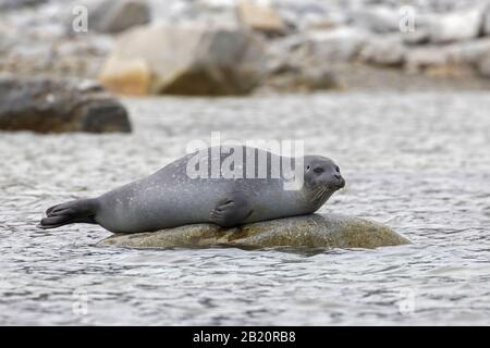 Phoque commun / phoque commun (Phoca vitulina) reposant sur la roche dans la mer arctique à Svalbard / Spitsbergen, Norvège Banque D'Images