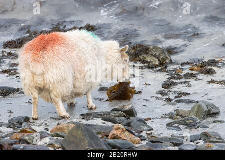 Des moutons des Shetland mangeant des algues à la plage de Banna Minn Banque D'Images