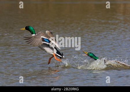 Malard masculin territorial (Anas platyrhynchos) chassant le concurrent drake de l'étang pendant la saison de reproduction au printemps Banque D'Images