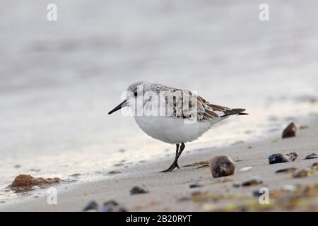 Sanderling (Calidris alba / Charadrius calidris) dans le plumage non-reproductrice sur la plage au printemps Banque D'Images