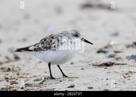 Sanderling (Calidris alba / Charadrius calidris) dans le plumage non-reproductrice sur la plage au printemps Banque D'Images