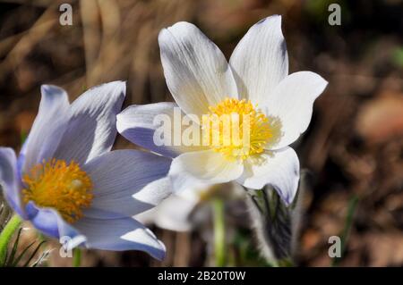 Gros plan du premier printemps fleurs violette et blanc Crocus. Chutes de neige sur un fond forestier au soleil au coucher du soleil ou à l'aube Banque D'Images