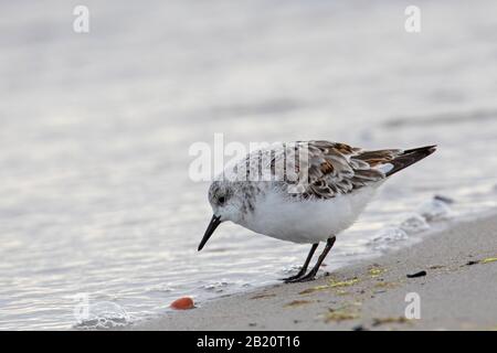 Sanderling (Calidris alba / Charadrius calidris) dans le plumage non-reproductrice sur la plage au printemps Banque D'Images