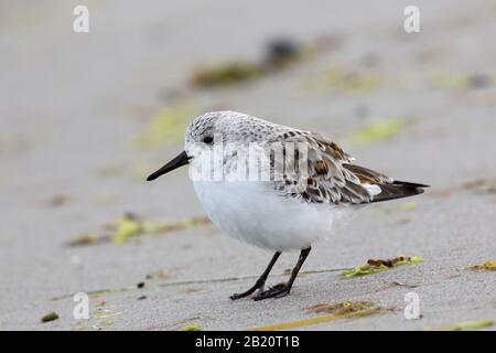 Sanderling (Calidris alba / Charadrius calidris) dans le plumage non-reproductrice sur la plage au printemps Banque D'Images