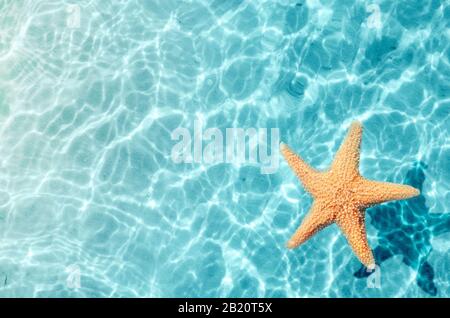 Starfish sur la plage d'été dans l'eau de mer. Fond d'été. Banque D'Images