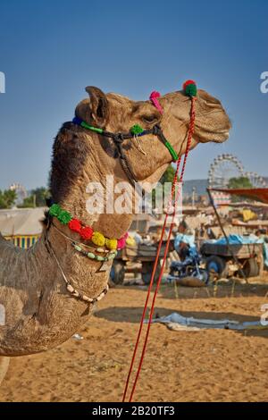 Chameau coloré décoré sur le chameau et le bétail, Puskar Mela, Pushkar, Rajasthan, Inde Banque D'Images