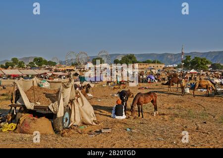 Pferde auf dem Kamel und Viehmarkt, Puskar Mela, Pushkar, Rajasthan, Indien |chevaux sur chameau et bétail, Puskar Mela, Pushkar, Rajasthan, Indi Banque D'Images